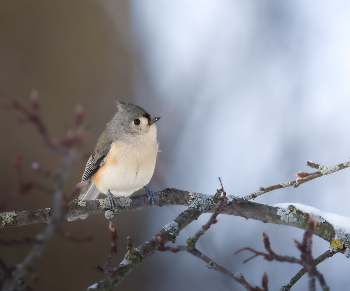 Tufted Titmouse - ML627788803