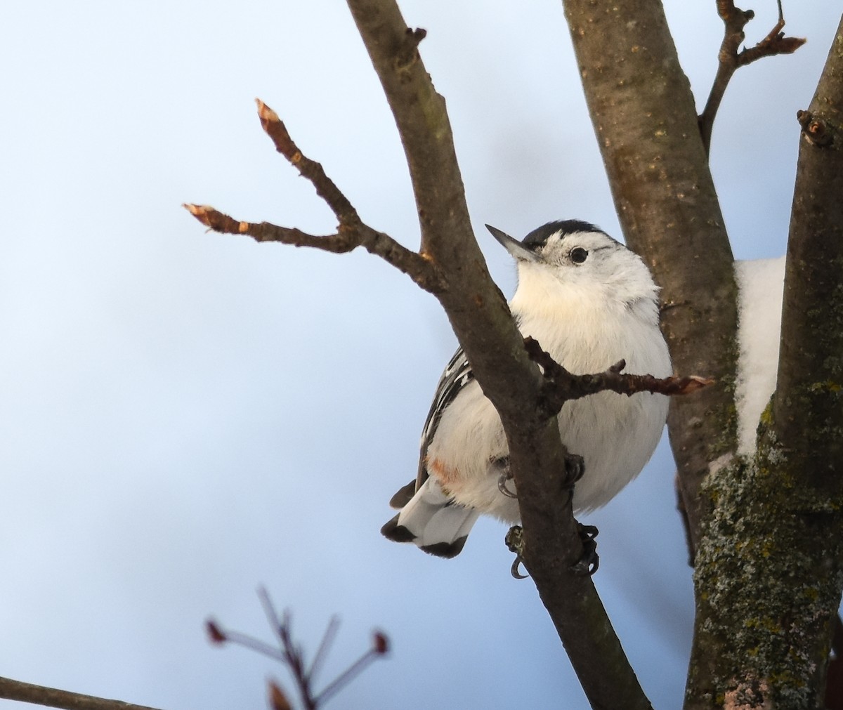 White-breasted Nuthatch - ML627788811