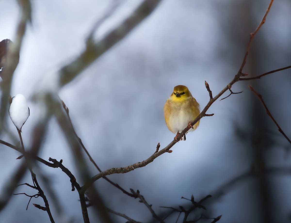 American Goldfinch - ML627788817