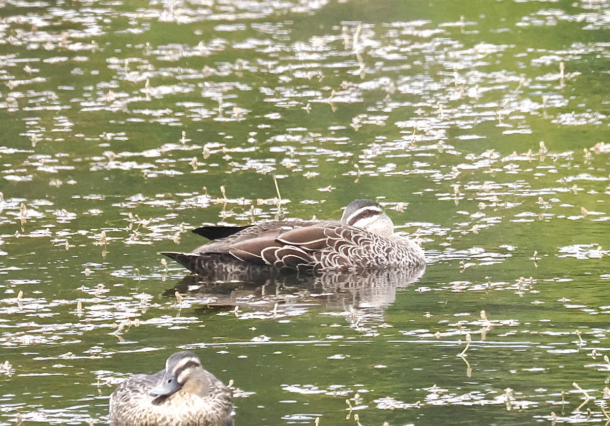 Hybride Canard colvert x C. à sourcils - ML627788852