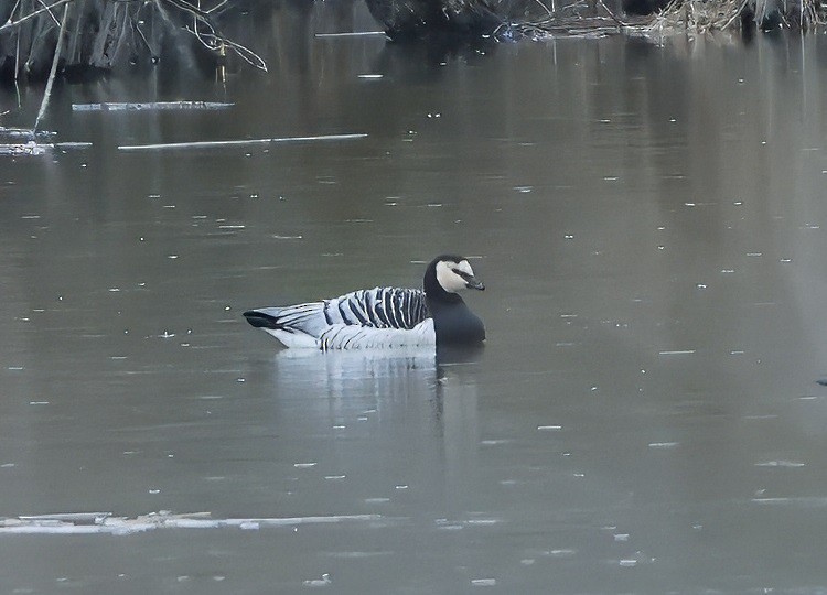 Barnacle Goose - ML627788938