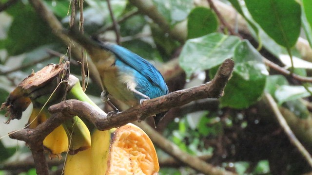 Golden-naped Tanager - ML627788943