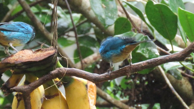 Golden-naped Tanager - ML627788944