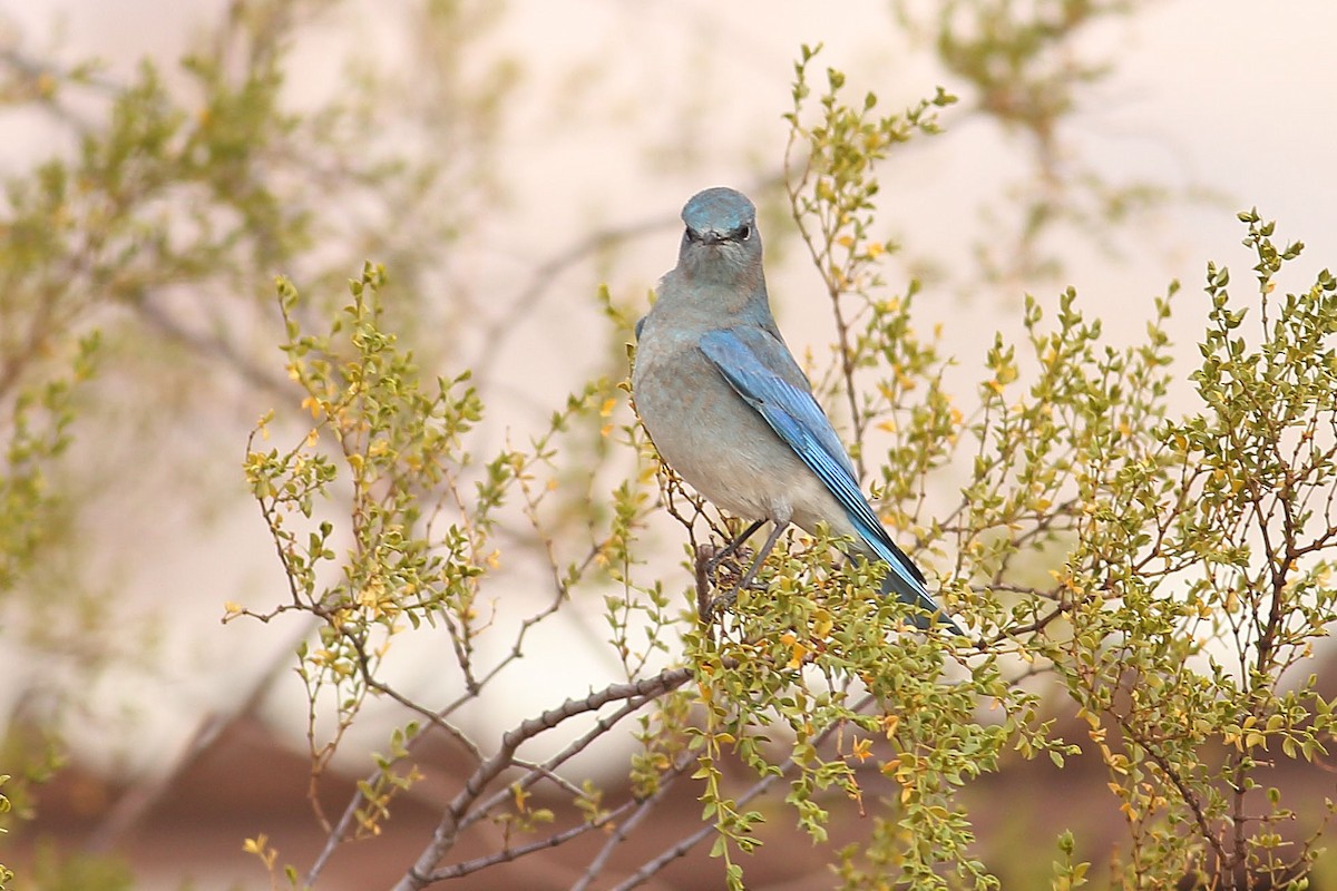 Блакитник середній - ML627788984