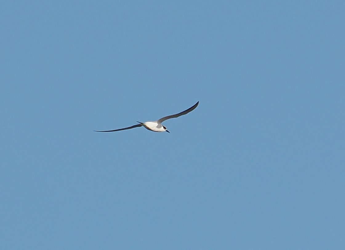 Forster's Tern - ML627789005