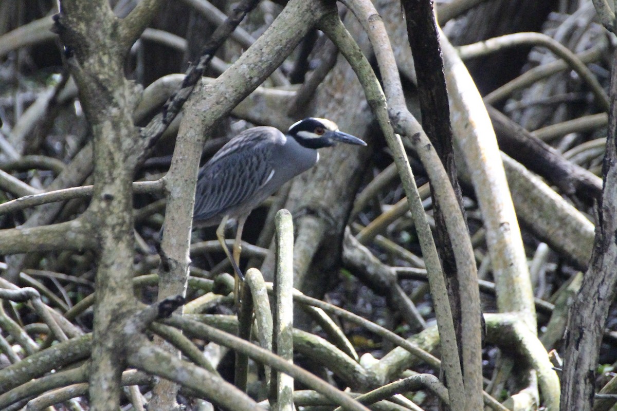 Yellow-crowned Night Heron - ML627789033