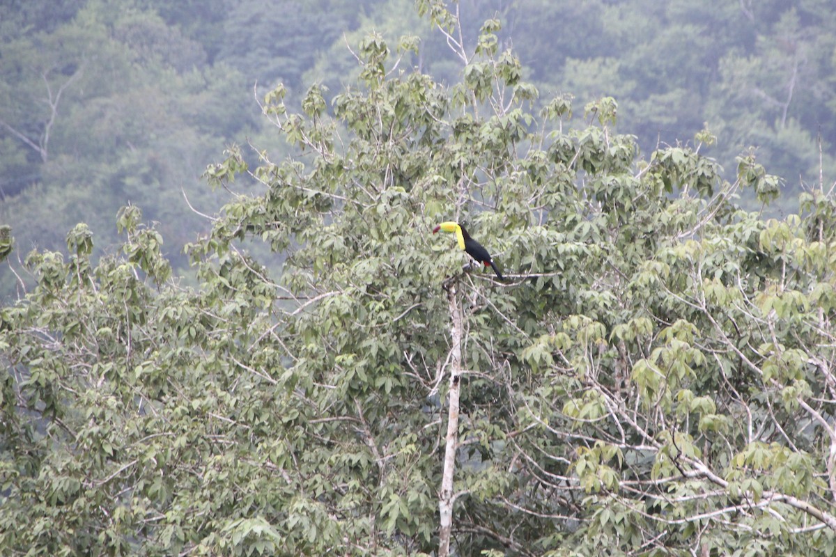 Keel-billed Toucan - ML627789082