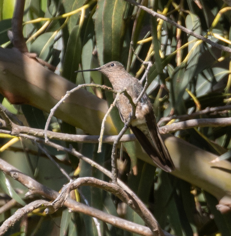 Colibri géant - ML627789162