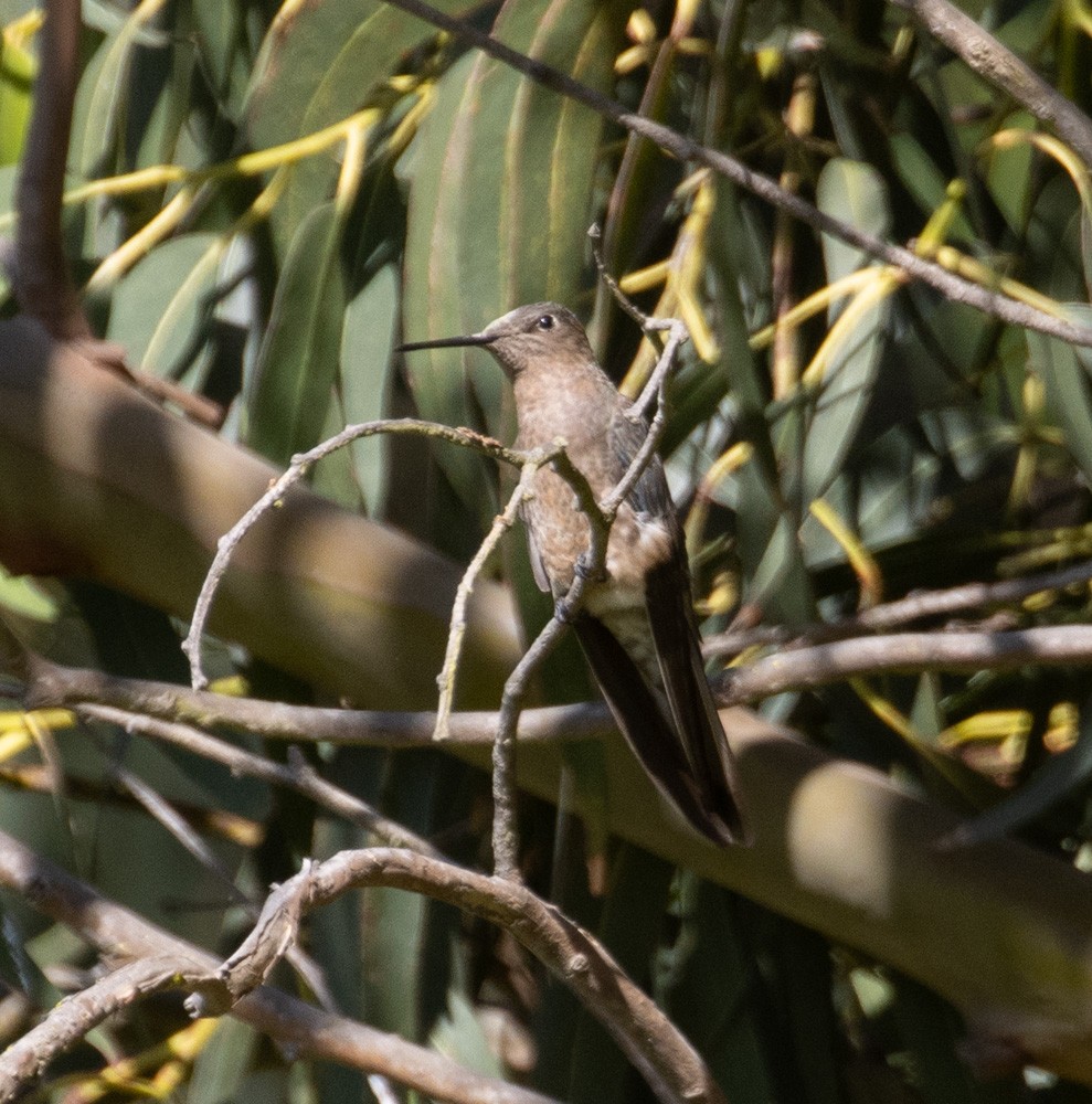 Colibri géant - ML627789166