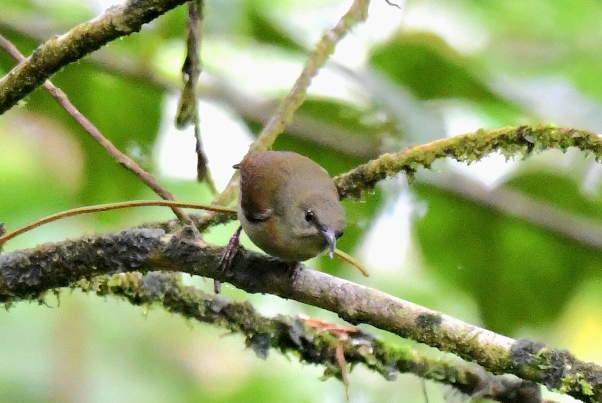 Crimson Sunbird (Sulawesi) - ML627789236