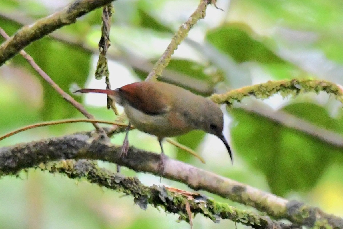 Crimson Sunbird (Sulawesi) - ML627789237