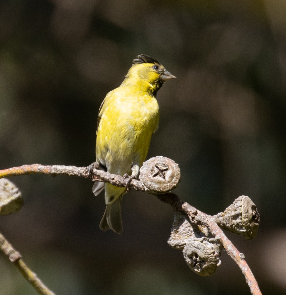 Black-chinned Siskin - ML627789254