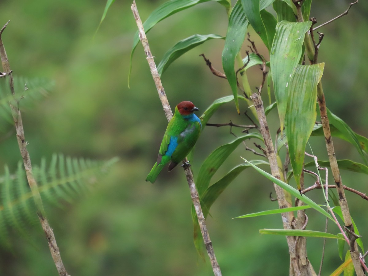 Bay-headed Tanager - ML627789261