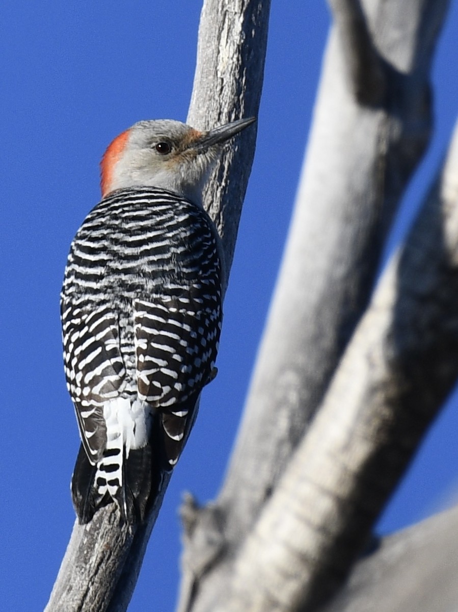 Red-bellied Woodpecker - ML627789274