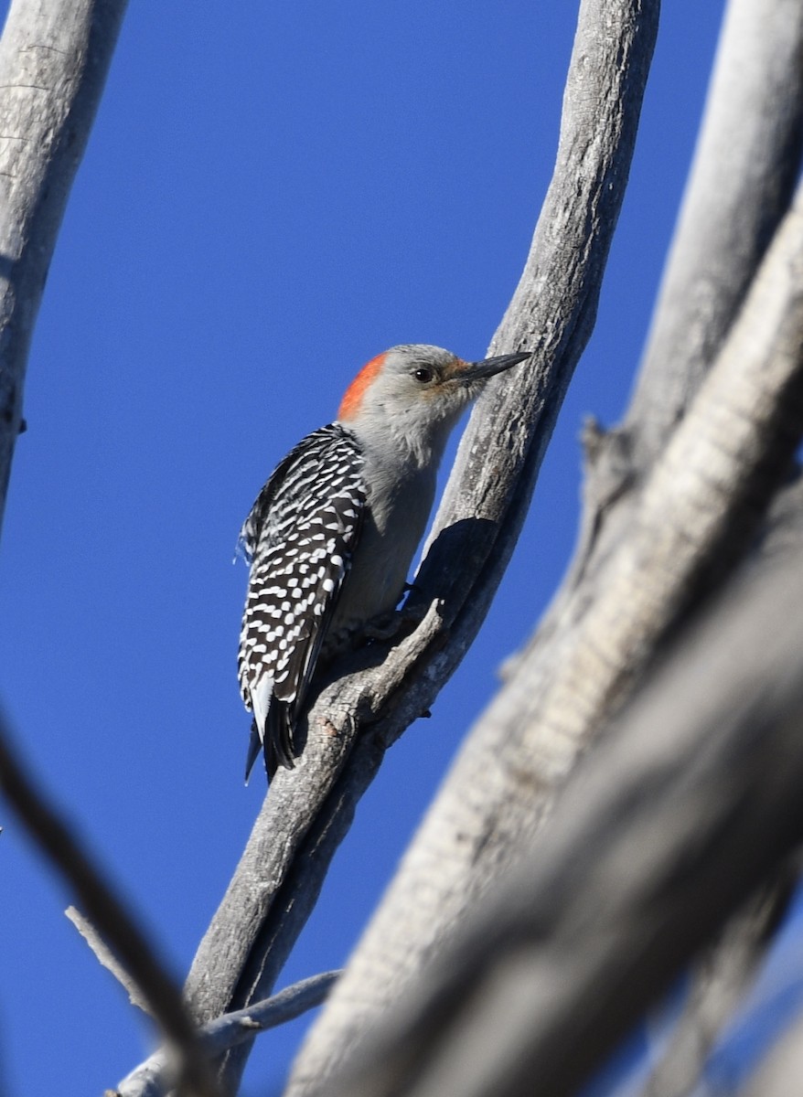 Red-bellied Woodpecker - ML627789275