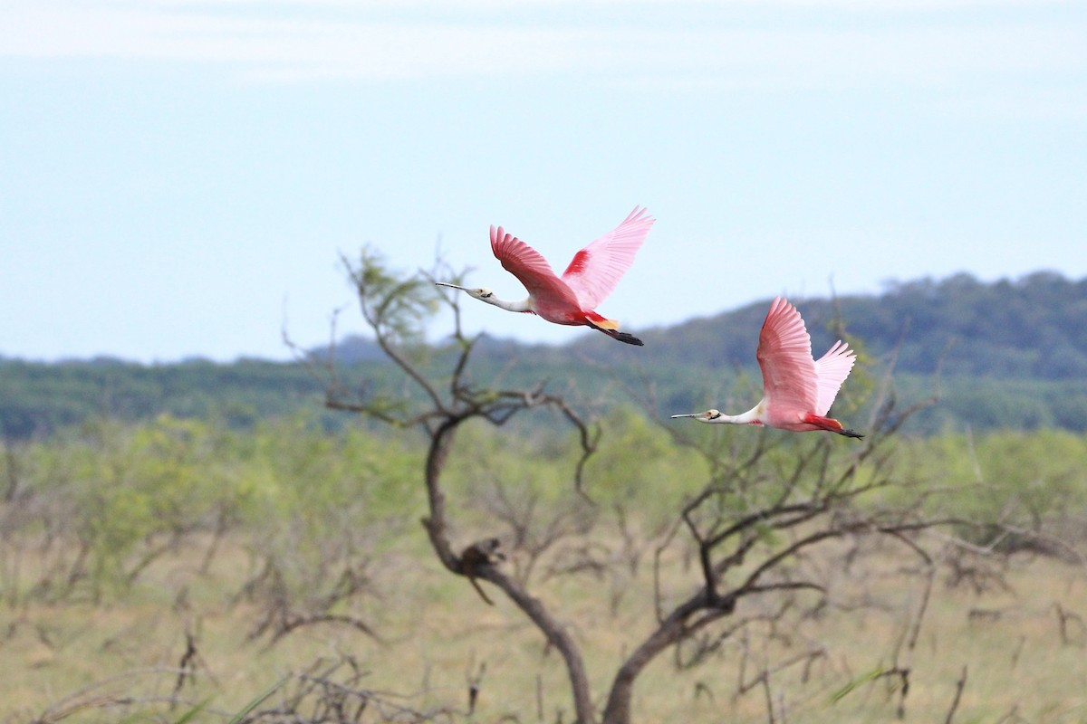 Roseate Spoonbill - ML627789296