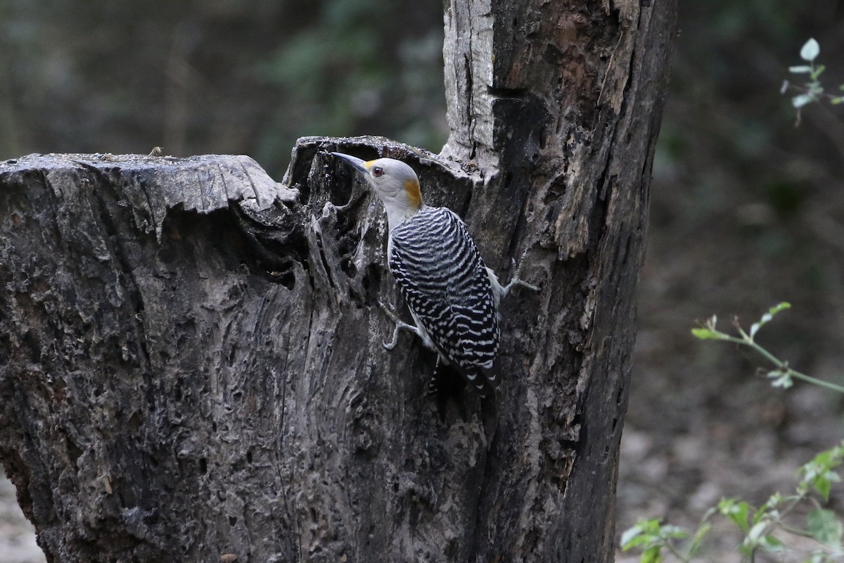 Golden-fronted Woodpecker - ML627789303