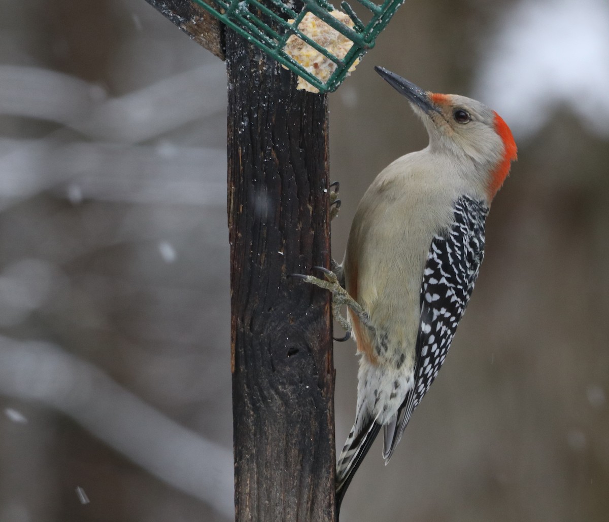 Red-bellied Woodpecker - ML627789374