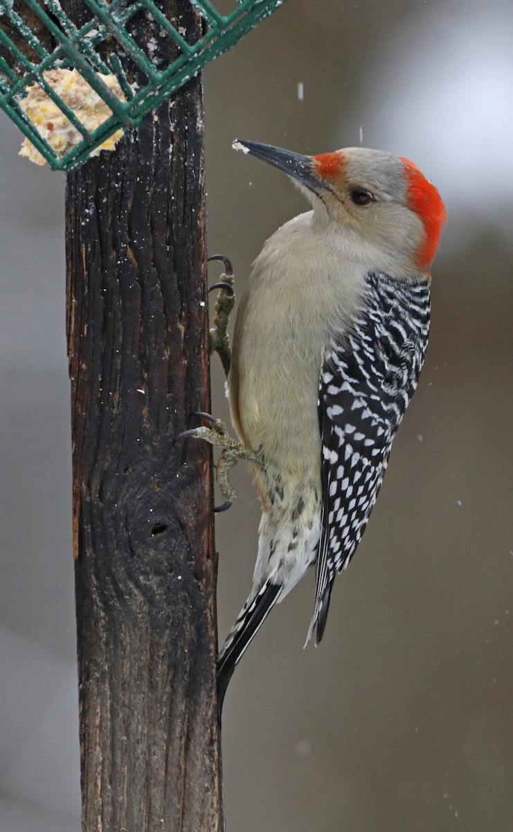 Red-bellied Woodpecker - ML627789377