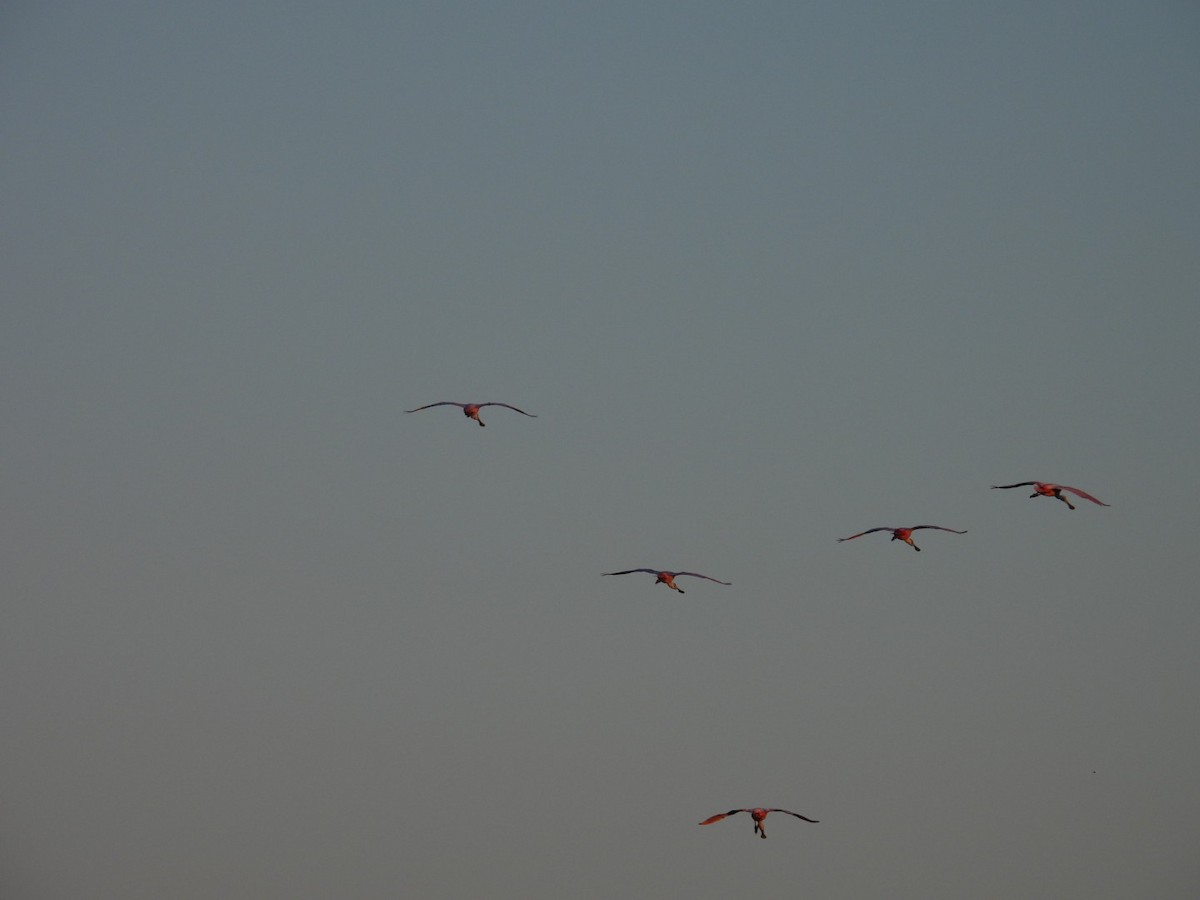 Roseate Spoonbill - ML627789380