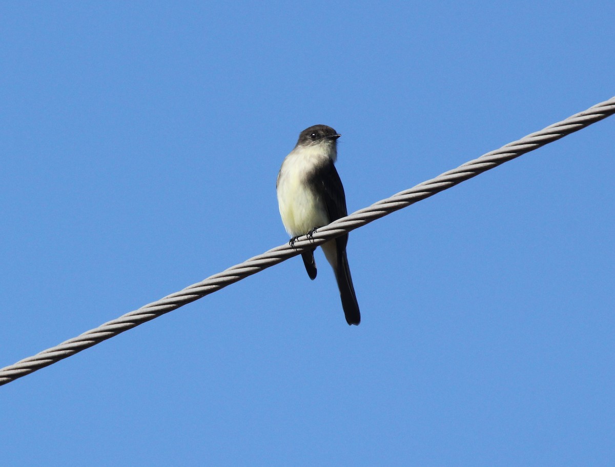 Eastern Phoebe - ML627789476