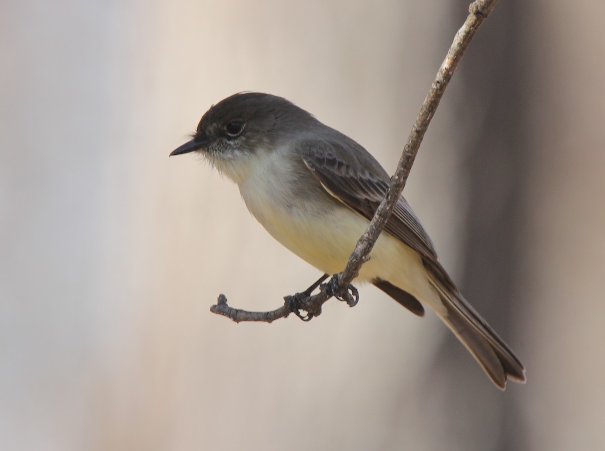 Eastern Phoebe - ML627789484