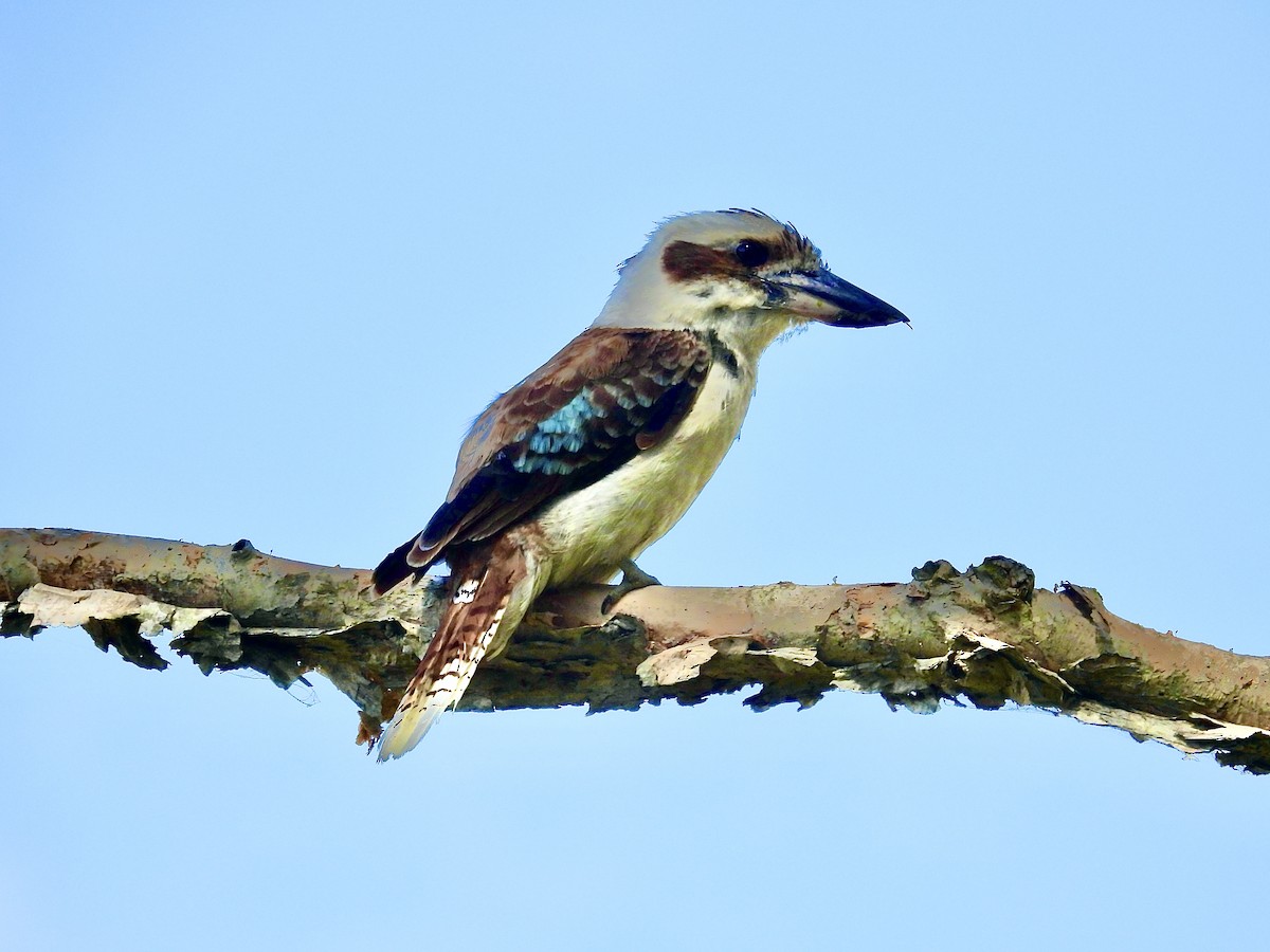 Laughing Kookaburra - ML627789559