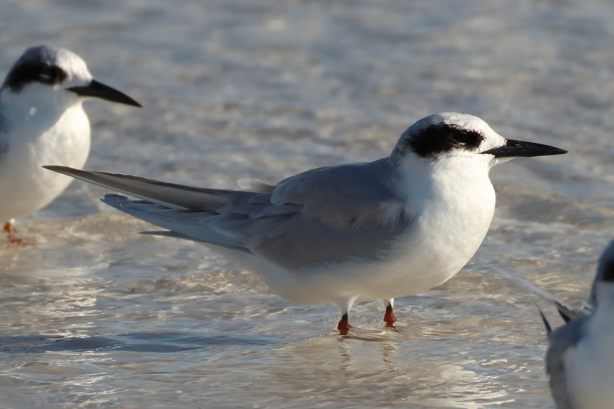 Forster's Tern - ML627789571