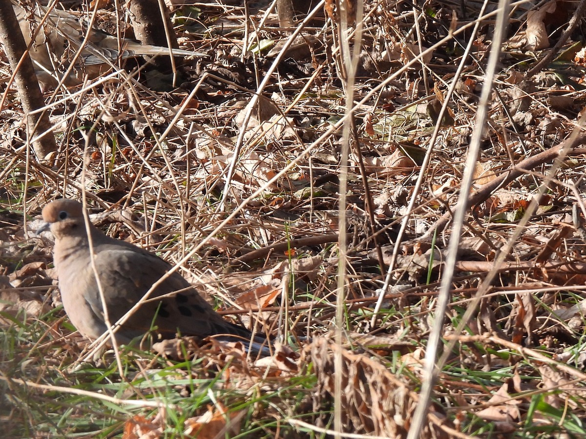 Mourning Dove - ML627789576