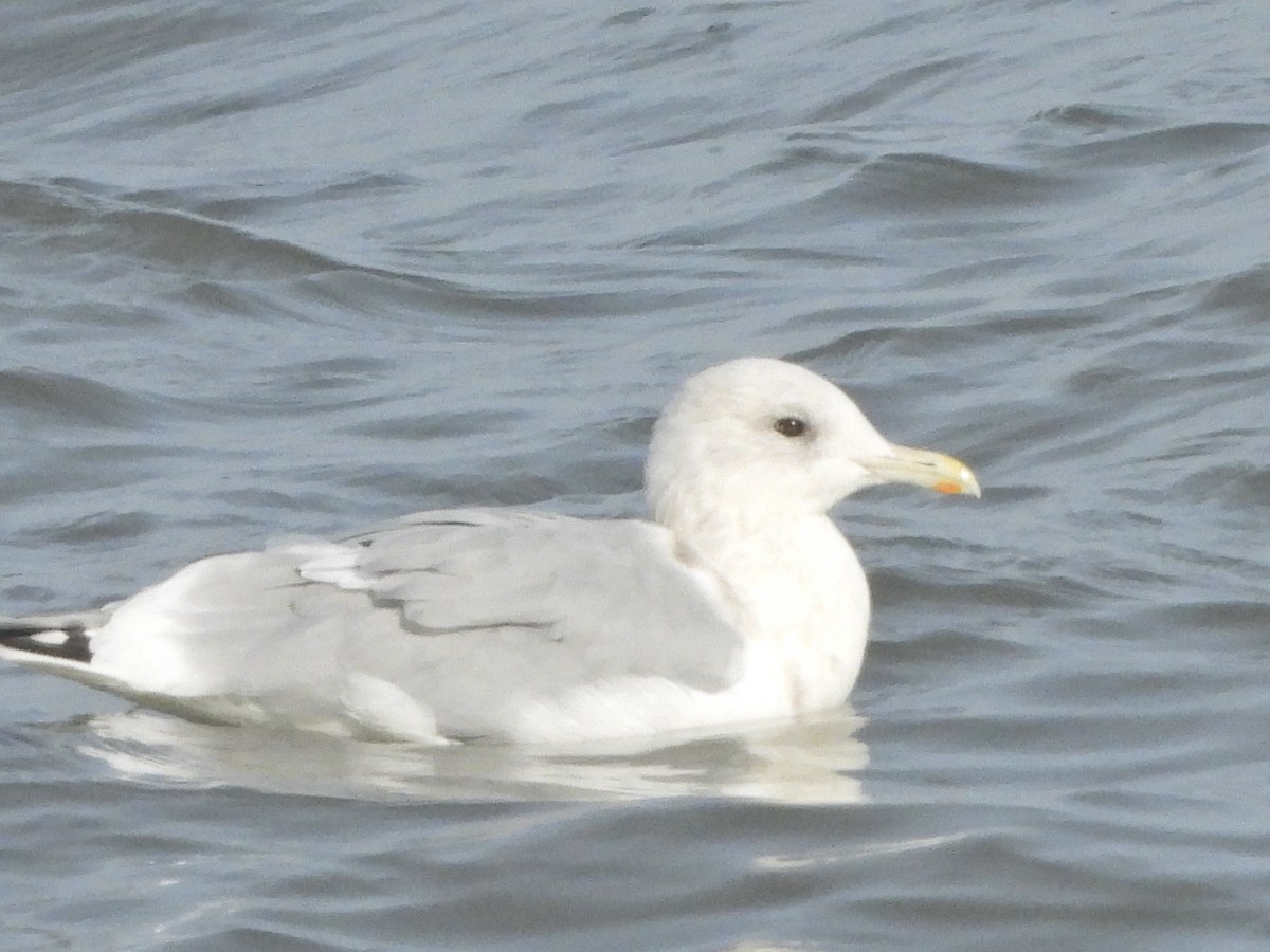 Iceland Gull (Thayer's) - ML627789640