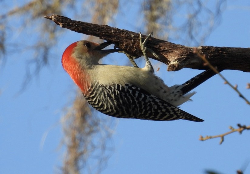 Red-bellied Woodpecker - ML627789641