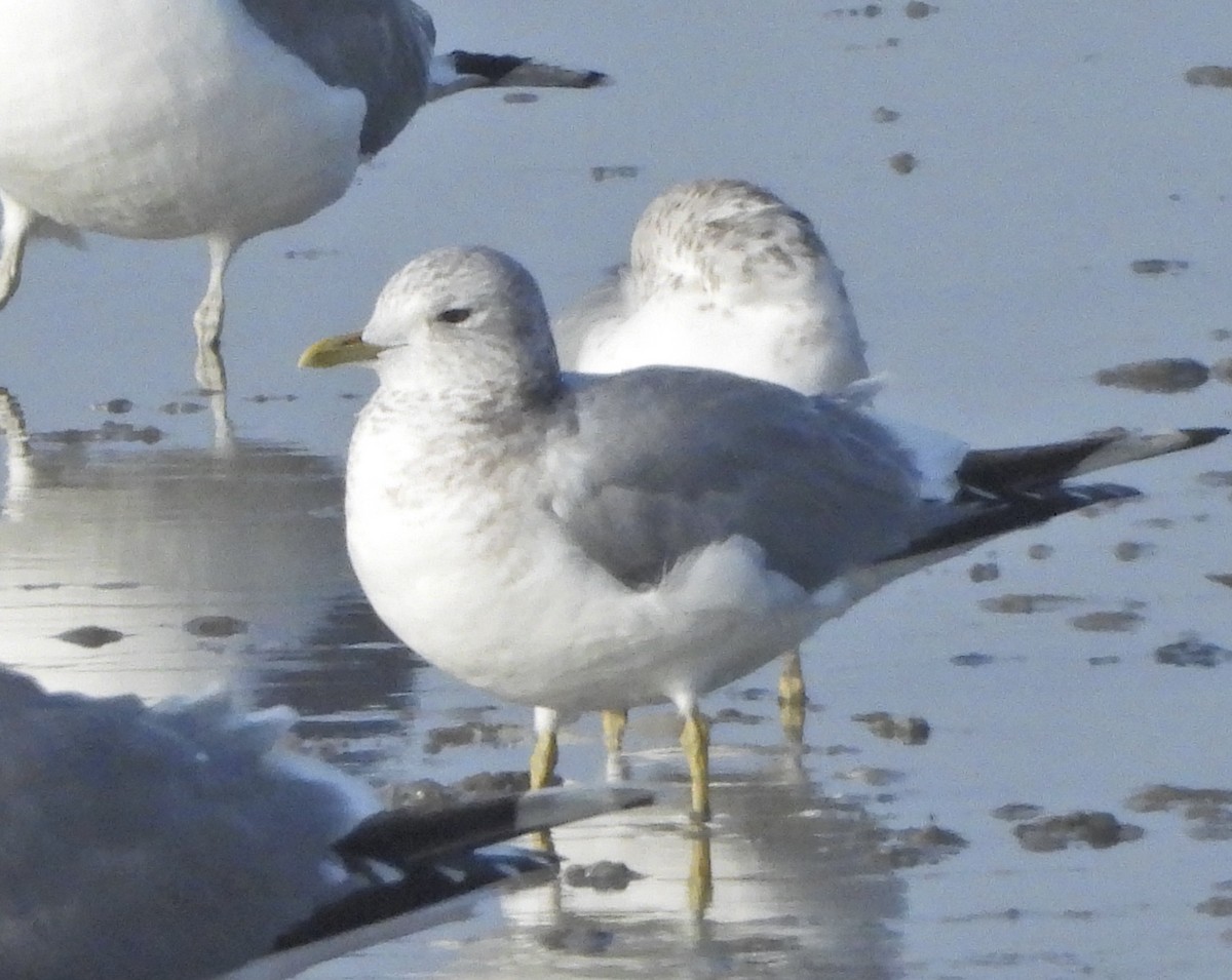 Short-billed Gull - ML627789655