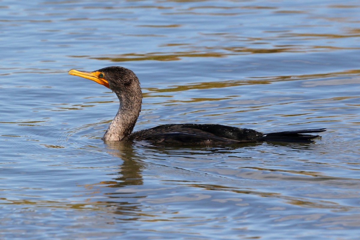 Cormorán Orejudo - ML627789659