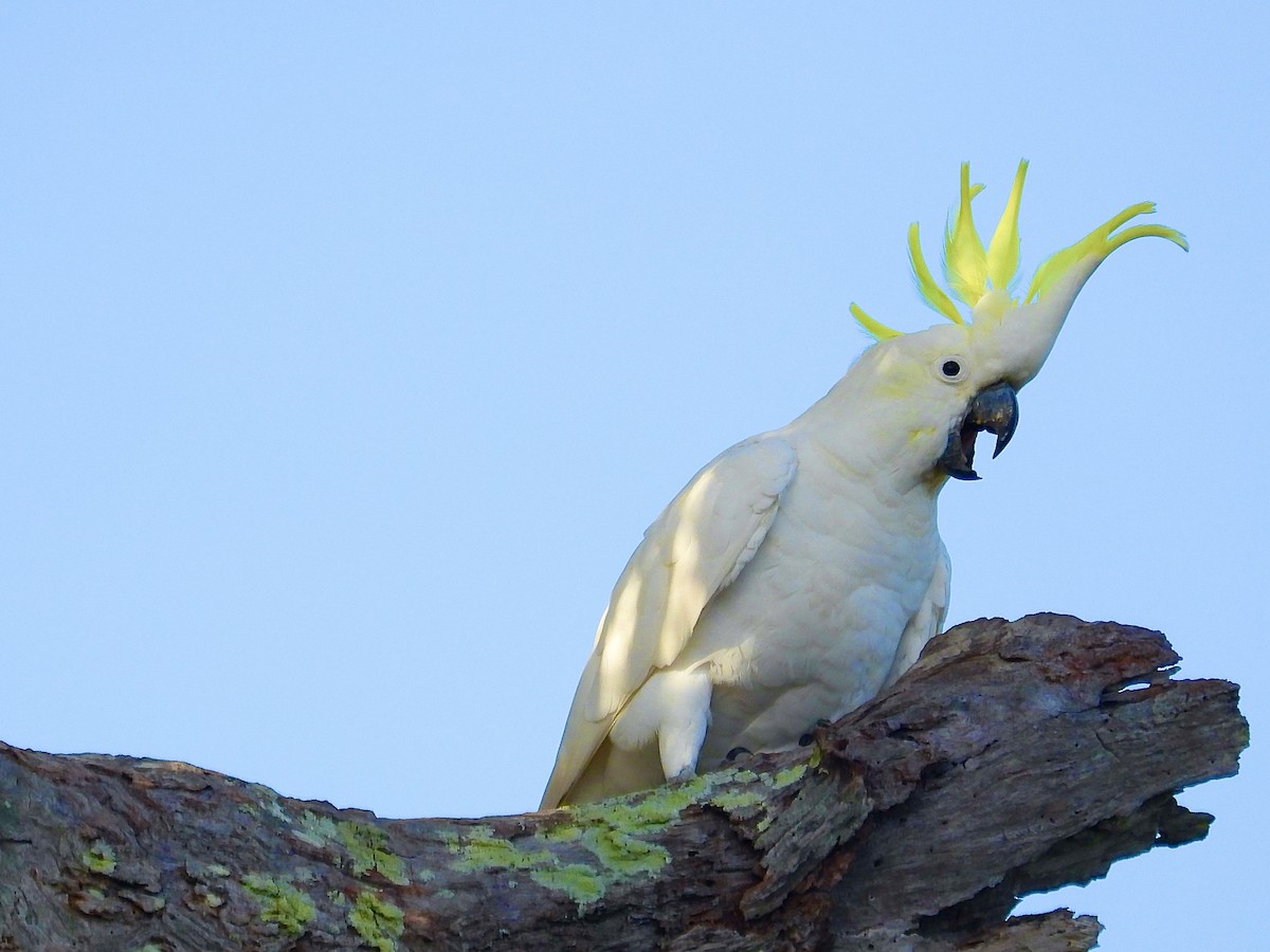 Sulphur-crested Cockatoo - ML627789730