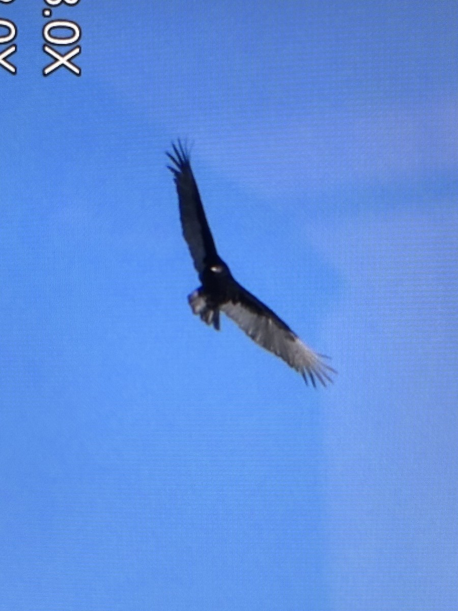 Turkey Vulture - ML627789761