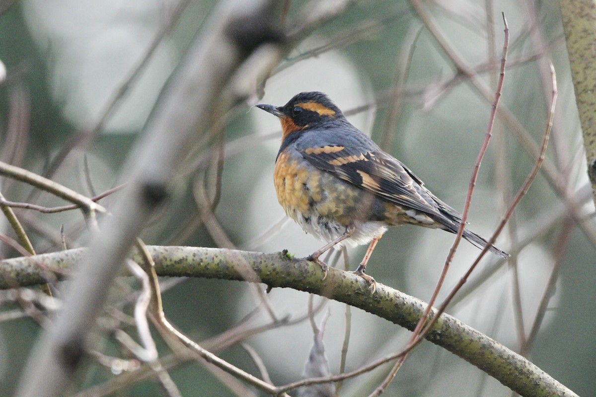 Varied Thrush - ML627789769