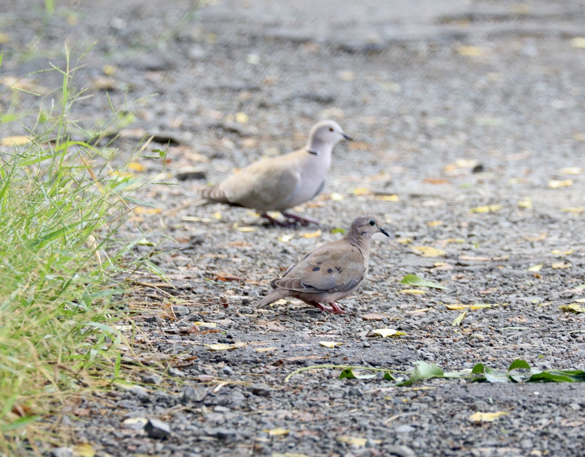 Eared Dove - ML627789775