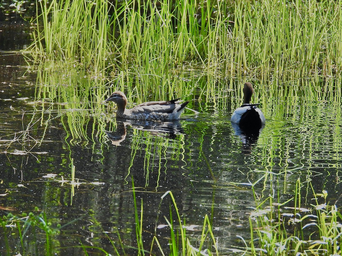 Maned Duck - ML627789804