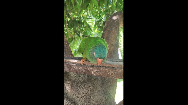 Blue-crowned Parakeet - ML627789817