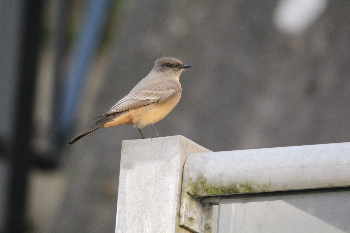 Say's Phoebe - ML627789823