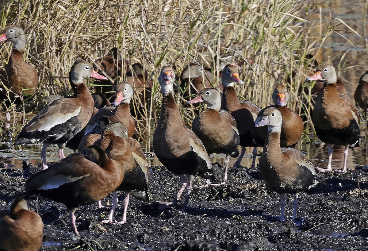 Black-bellied Whistling-Duck - ML627789824