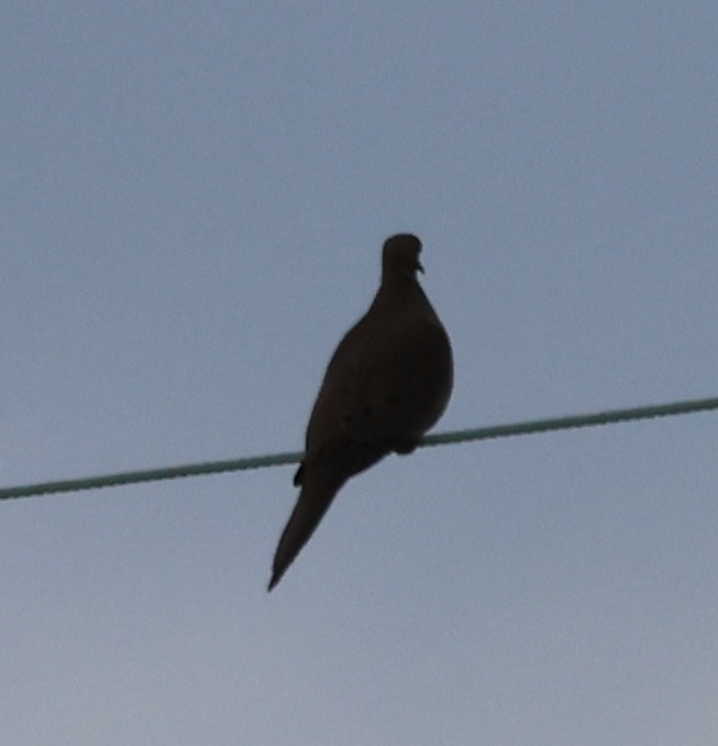 Mourning Dove - ML627789852