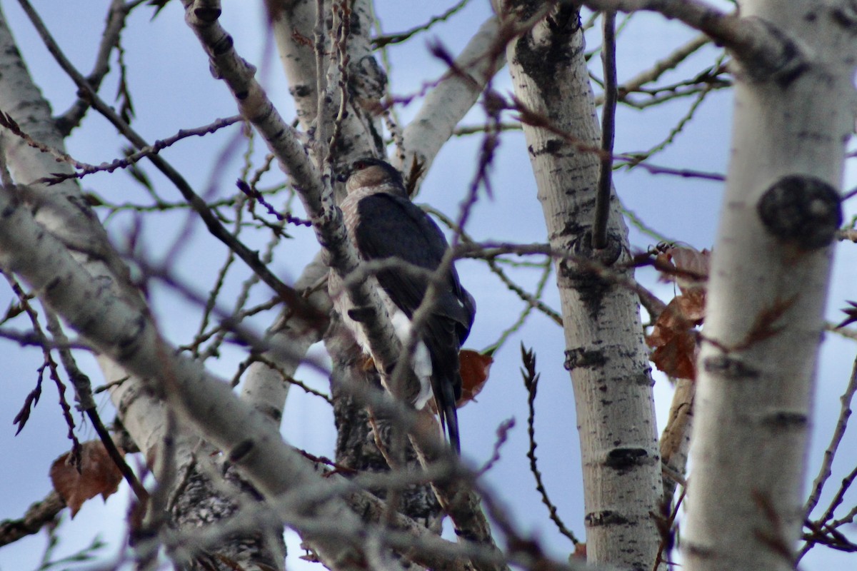 Sharp-shinned Hawk (Northern) - ML627789865