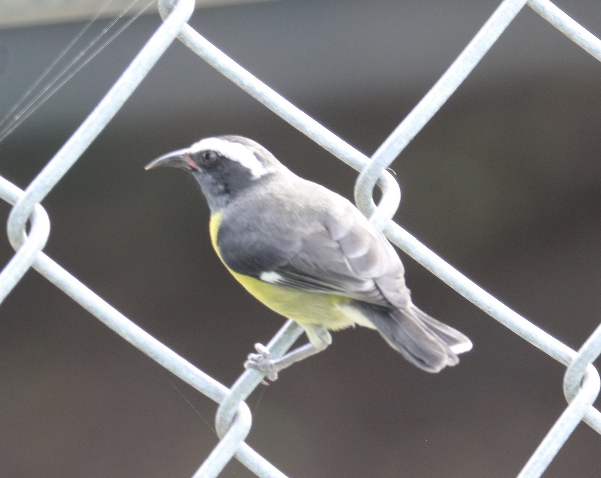 Bananaquit - ML627789928