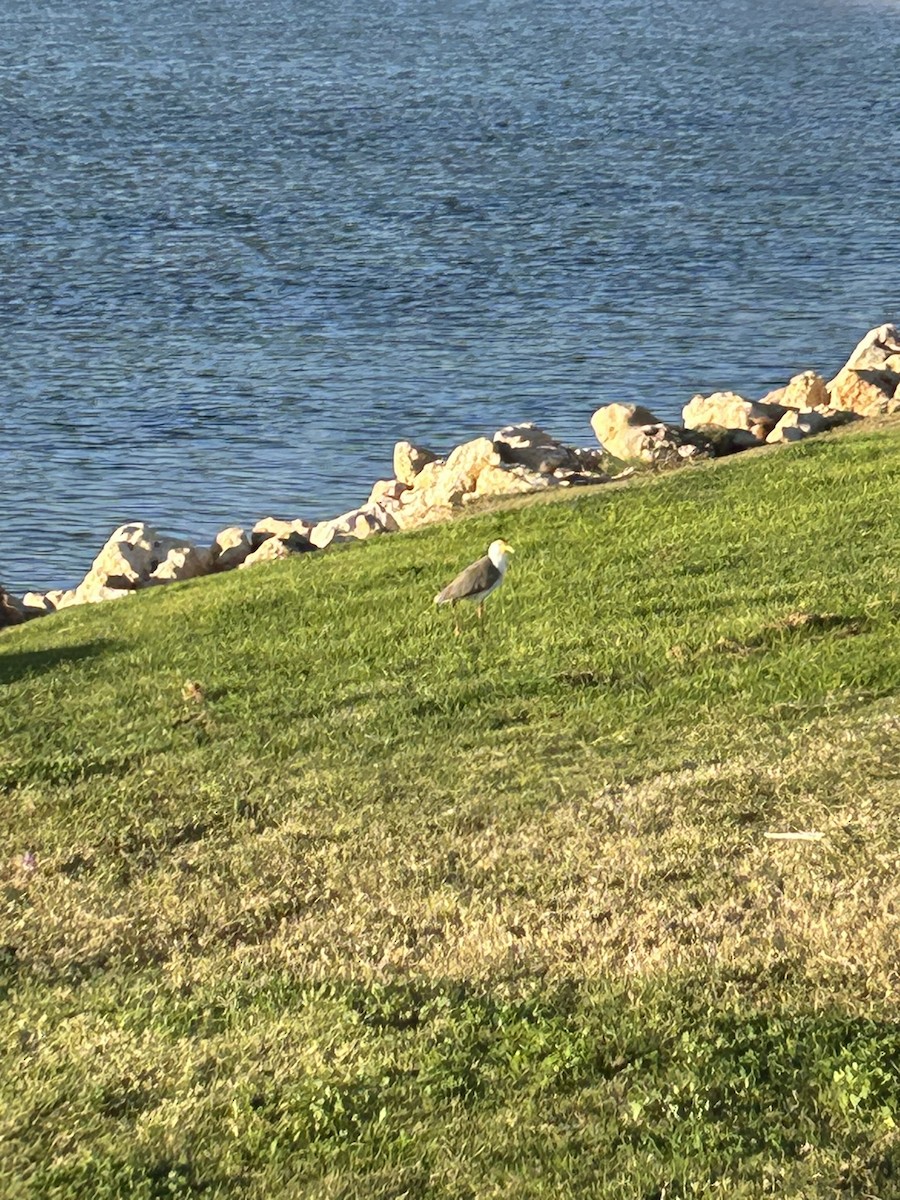 Masked Lapwing - ML627789979