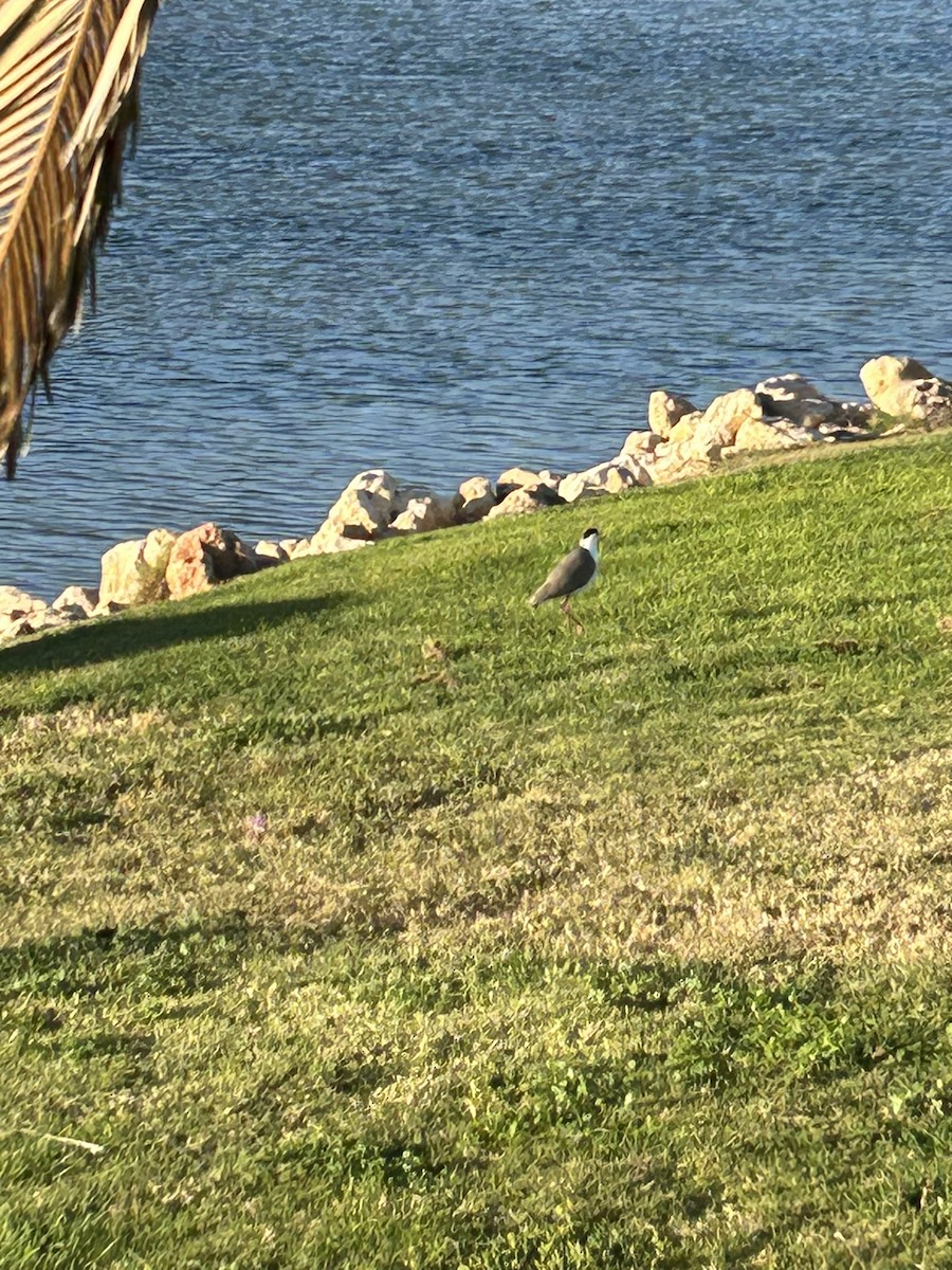 Masked Lapwing - ML627789980