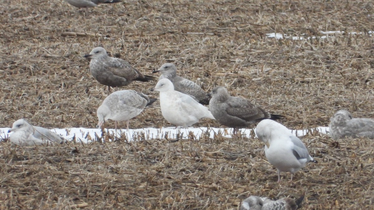 Iceland Gull - ML627790000