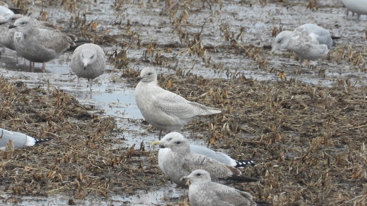 Iceland Gull - ML627790011