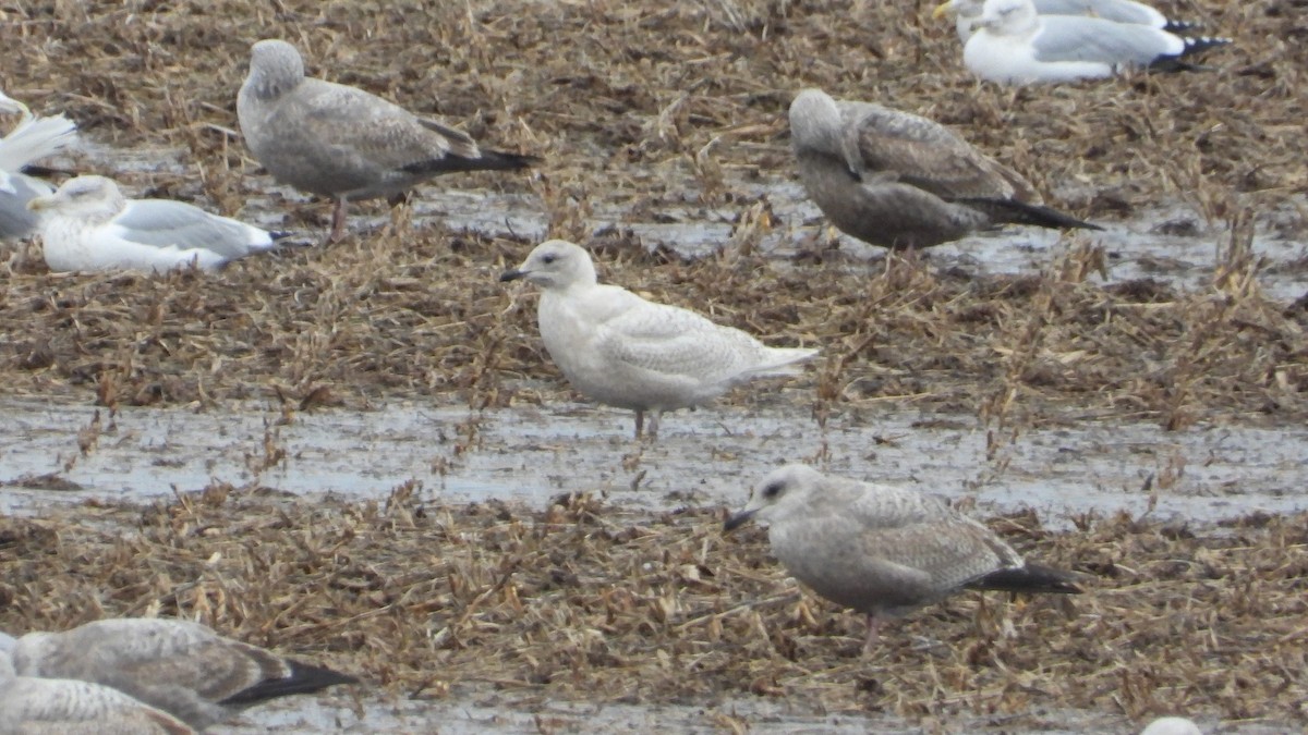 Iceland Gull - ML627790023