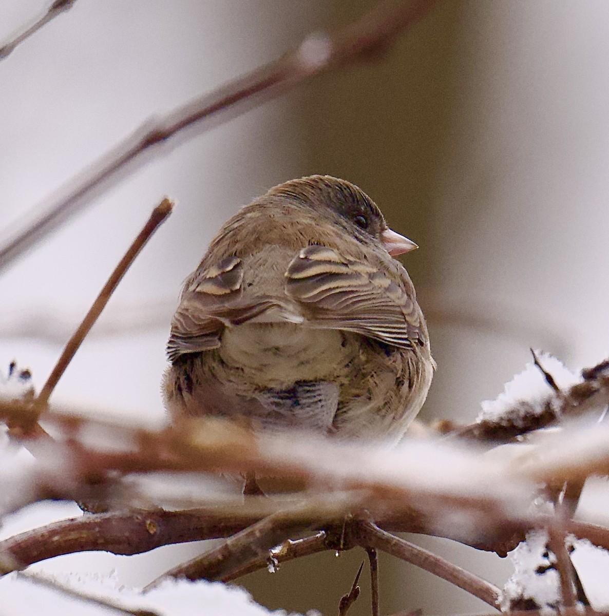 Dark-eyed Junco - ML627790038